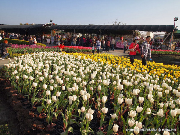 中社觀光花市：【景點】台中中社觀光花市@后里 : 沒有鴛鴦與蝴蝶的花花世界,鬱金香花季果然是很美的!