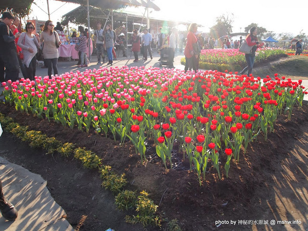 中社觀光花市：【景點】台中中社觀光花市@后里 : 沒有鴛鴦與蝴蝶的花花世界,鬱金香花季果然是很美的!