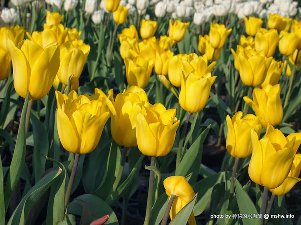 中社觀光花市：【景點】台中中社觀光花市@后里 : 沒有鴛鴦與蝴蝶的花花世界,鬱金香花季果然是很美的!