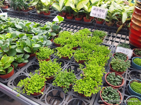 中社觀光花市：【景點】台中中社觀光花市@后里 : 沒有鴛鴦與蝴蝶的花花世界,鬱金香花季果然是很美的!