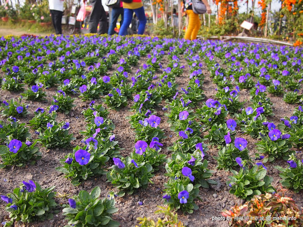中社觀光花市：【景點】台中中社觀光花市@后里 : 沒有鴛鴦與蝴蝶的花花世界,鬱金香花季果然是很美的!