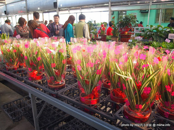 中社觀光花市：【景點】台中中社觀光花市@后里 : 沒有鴛鴦與蝴蝶的花花世界,鬱金香花季果然是很美的!
