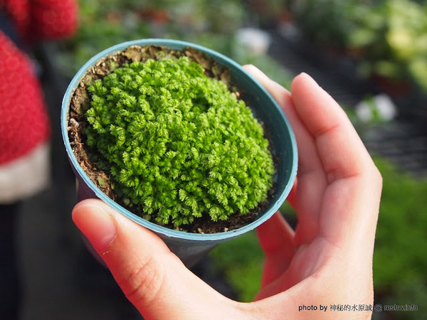 中社觀光花市：【景點】台中中社觀光花市@后里 : 沒有鴛鴦與蝴蝶的花花世界,鬱金香花季果然是很美的!