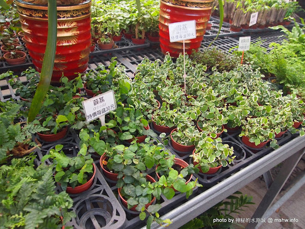 中社觀光花市：【景點】台中中社觀光花市@后里 : 沒有鴛鴦與蝴蝶的花花世界,鬱金香花季果然是很美的!