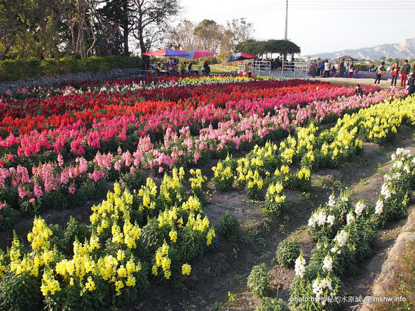 中社觀光花市：【景點】台中中社觀光花市@后里 : 沒有鴛鴦與蝴蝶的花花世界,鬱金香花季果然是很美的!