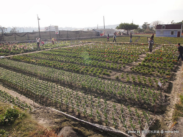 中社觀光花市：【景點】台中中社觀光花市@后里 : 沒有鴛鴦與蝴蝶的花花世界,鬱金香花季果然是很美的!