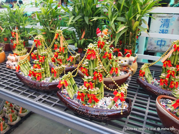 中社觀光花市：【景點】台中中社觀光花市@后里 : 沒有鴛鴦與蝴蝶的花花世界,鬱金香花季果然是很美的!