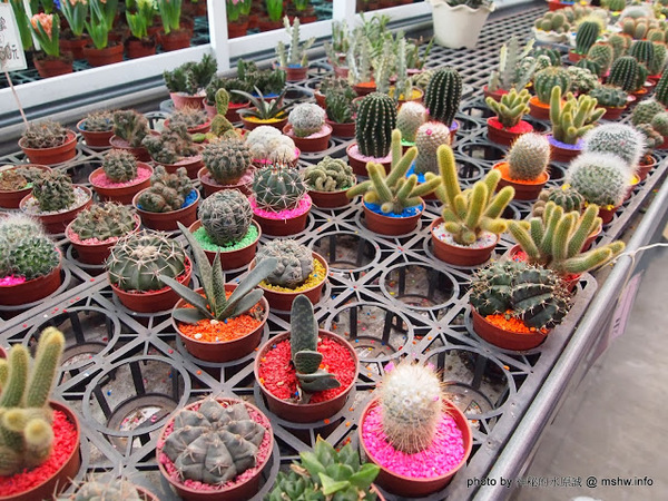 中社觀光花市：【景點】台中中社觀光花市@后里 : 沒有鴛鴦與蝴蝶的花花世界,鬱金香花季果然是很美的!