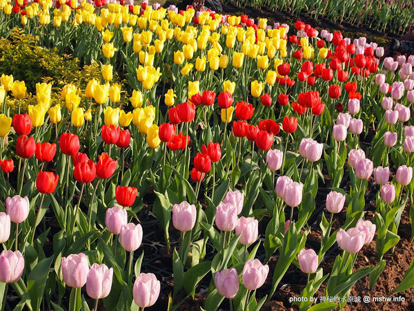 中社觀光花市：【景點】台中中社觀光花市@后里 : 沒有鴛鴦與蝴蝶的花花世界,鬱金香花季果然是很美的!