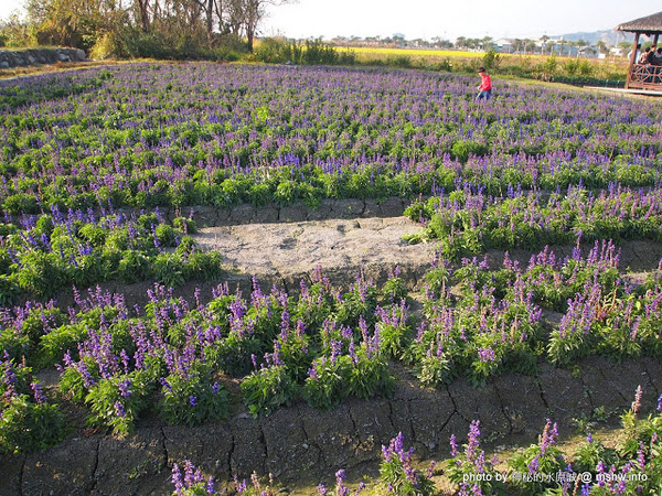 中社觀光花市：【景點】台中中社觀光花市@后里 : 沒有鴛鴦與蝴蝶的花花世界,鬱金香花季果然是很美的!