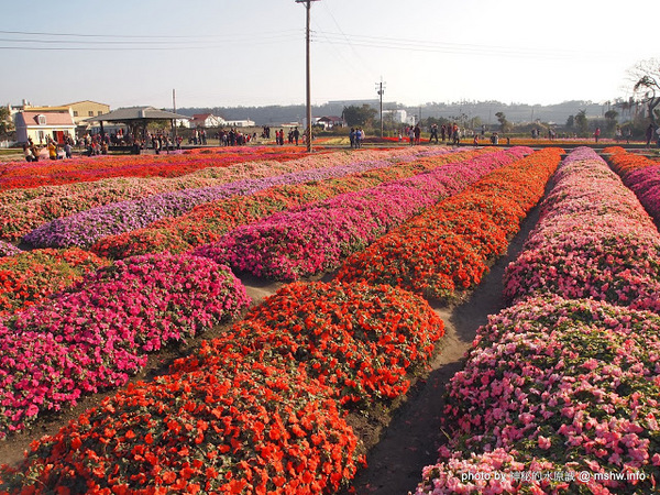 中社觀光花市：【景點】台中中社觀光花市@后里 : 沒有鴛鴦與蝴蝶的花花世界,鬱金香花季果然是很美的!