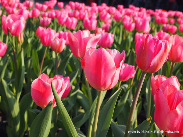中社觀光花市：【景點】台中中社觀光花市@后里 : 沒有鴛鴦與蝴蝶的花花世界,鬱金香花季果然是很美的!