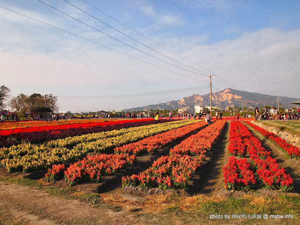 中社觀光花市：【景點】台中中社觀光花市@后里 : 沒有鴛鴦與蝴蝶的花花世界,鬱金香花季果然是很美的!