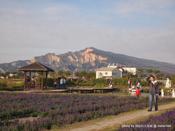中社觀光花市：【景點】台中中社觀光花市@后里 : 沒有鴛鴦與蝴蝶的花花世界,鬱金香花季果然是很美的!