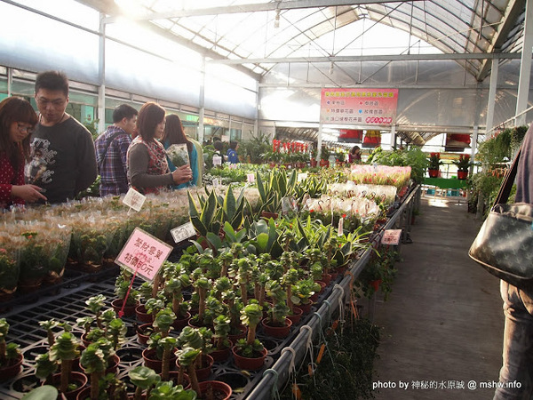 中社觀光花市：【景點】台中中社觀光花市@后里 : 沒有鴛鴦與蝴蝶的花花世界,鬱金香花季果然是很美的!