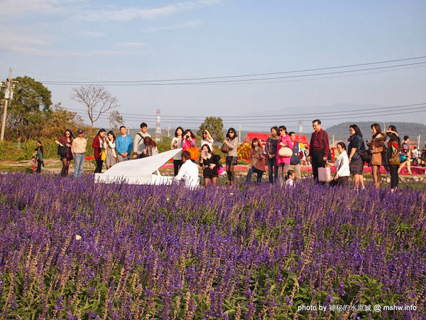 中社觀光花市：【景點】台中中社觀光花市@后里 : 沒有鴛鴦與蝴蝶的花花世界,鬱金香花季果然是很美的!