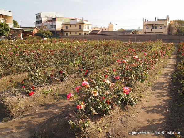 中社觀光花市：【景點】台中中社觀光花市@后里 : 沒有鴛鴦與蝴蝶的花花世界,鬱金香花季果然是很美的!