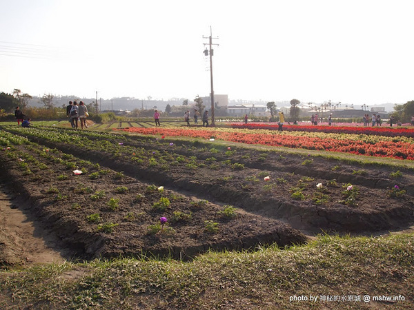 中社觀光花市：【景點】台中中社觀光花市@后里 : 沒有鴛鴦與蝴蝶的花花世界,鬱金香花季果然是很美的!
