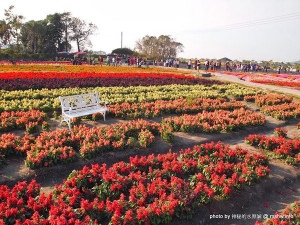 中社觀光花市：【景點】台中中社觀光花市@后里 : 沒有鴛鴦與蝴蝶的花花世界,鬱金香花季果然是很美的!