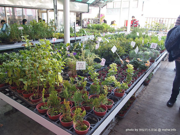 中社觀光花市：【景點】台中中社觀光花市@后里 : 沒有鴛鴦與蝴蝶的花花世界,鬱金香花季果然是很美的!