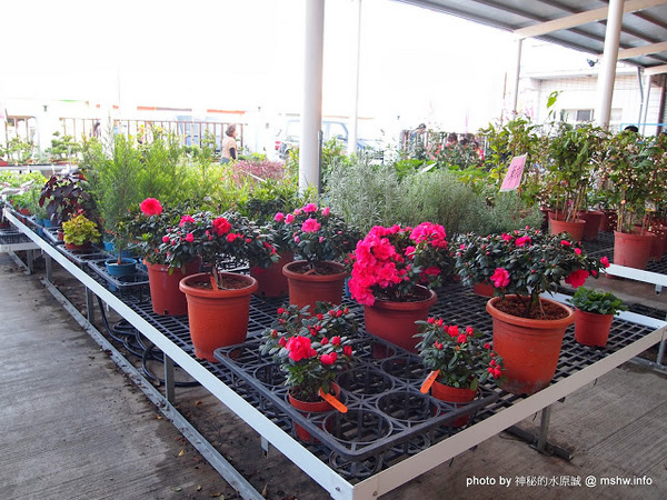 中社觀光花市：【景點】台中中社觀光花市@后里 : 沒有鴛鴦與蝴蝶的花花世界,鬱金香花季果然是很美的!