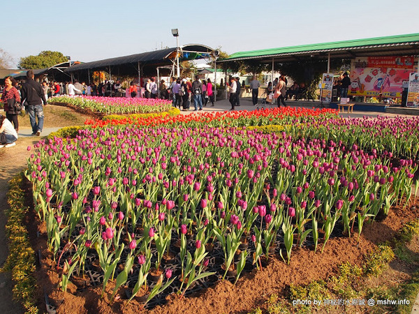 中社觀光花市：【景點】台中中社觀光花市@后里 : 沒有鴛鴦與蝴蝶的花花世界,鬱金香花季果然是很美的!
