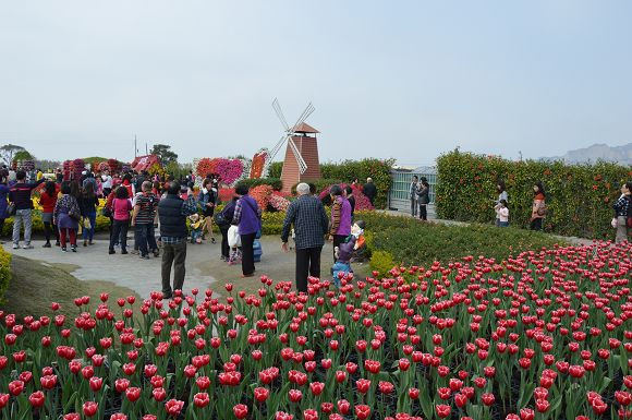 中社觀光花市06