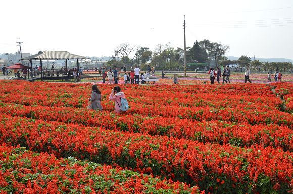 中社觀光花市29