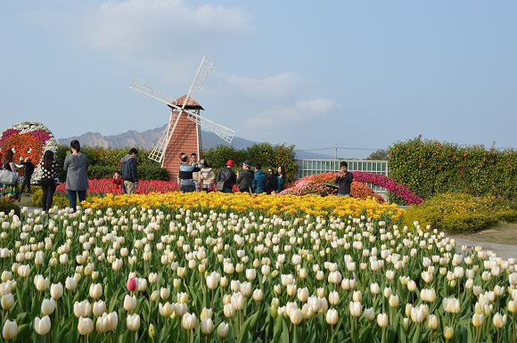 中社觀光花市59