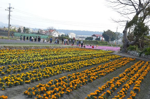 中社觀光花市39