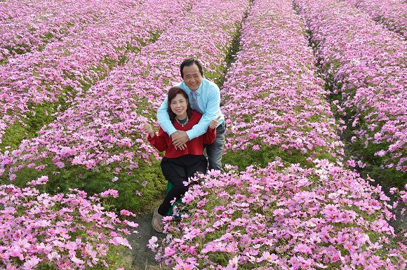 中社觀光花市42