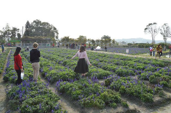 中社觀光花市35