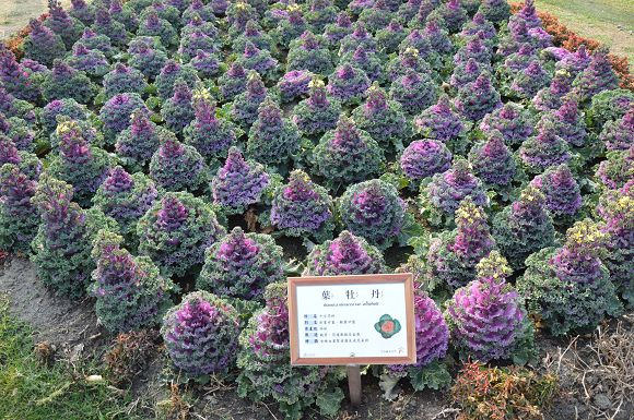 中社觀光花市49