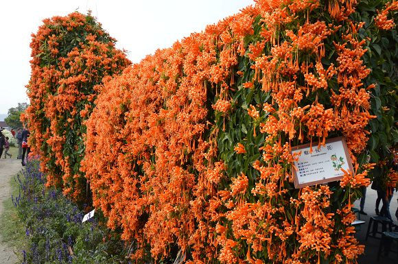 中社觀光花市02