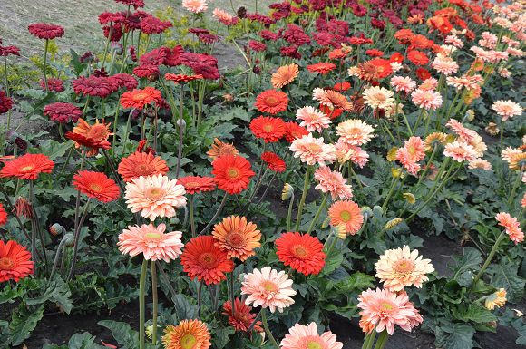 中社觀光花市26