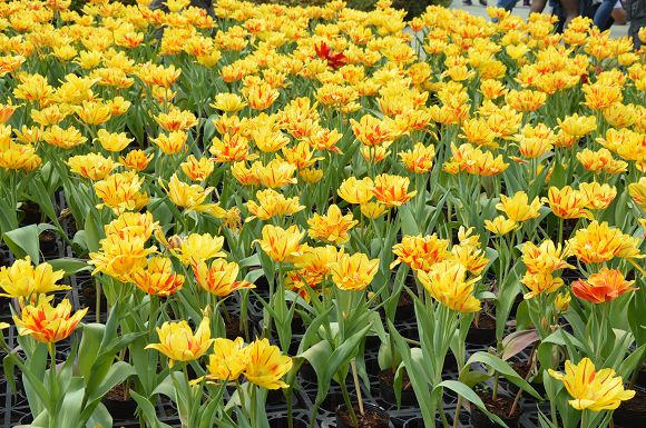 中社觀光花市14