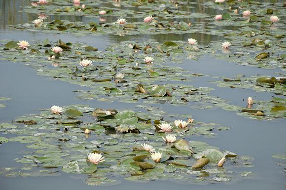 中社觀光花市33