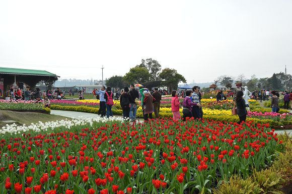 中社觀光花市19