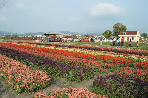 中社觀光花市44