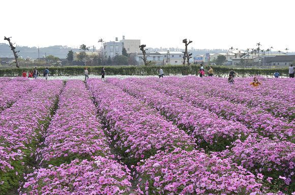 中社觀光花市40