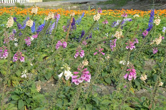 中社觀光花市46