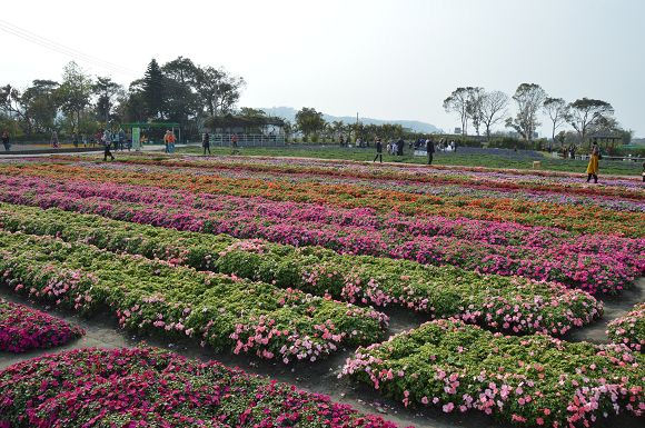 中社觀光花市32