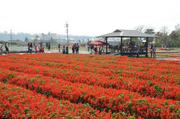 中社觀光花市27