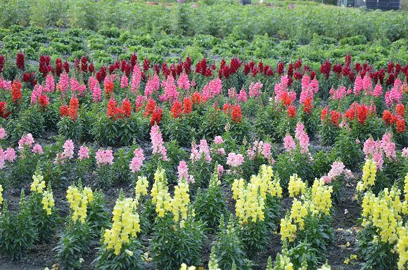 中社觀光花市38