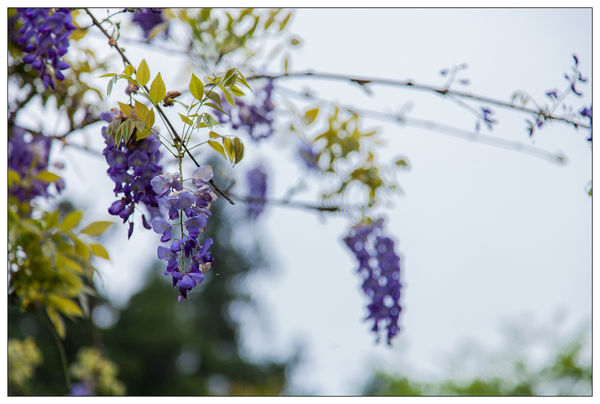 太平山國家森林遊樂區