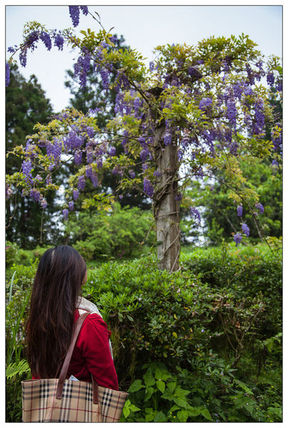 太平山國家森林遊樂區