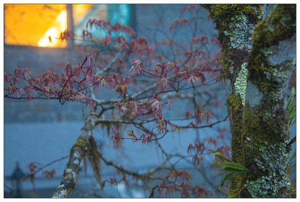 太平山國家森林遊樂區