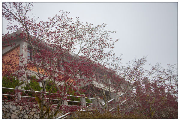 太平山國家森林遊樂區