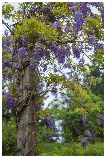 太平山國家森林遊樂區