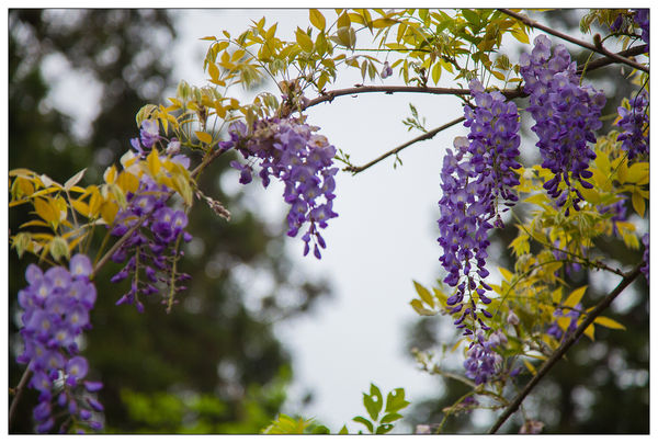 太平山國家森林遊樂區